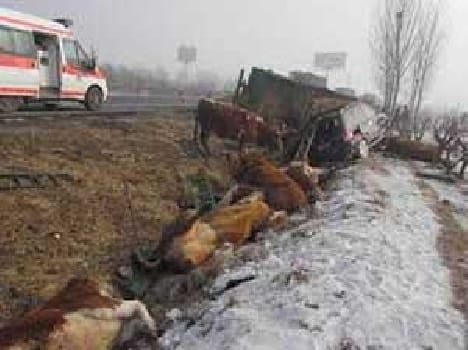 two killing in truck accident , seven and wounded